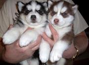 Siberian husky PUPPIES FOR SALE ...